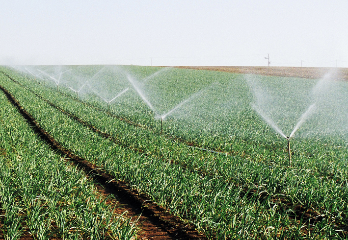 Irrigation of shoots