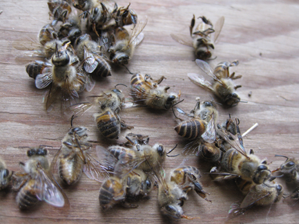 ハチの大量死（P25）